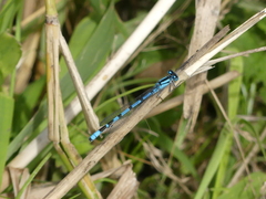 Enallagma cyathigerum