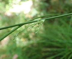 Juncus hesperius