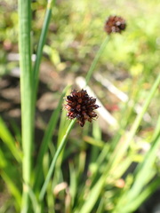Juncus phaeocephalus