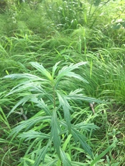 Artemisia integrifolia