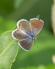 Echinargus isola