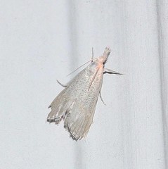 Haimbachia squamulellus