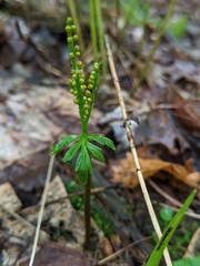 Botrychium angustisegmentum