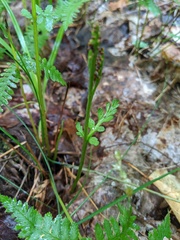 Botrychium matricariifolium