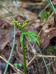 Botrychium angustisegmentum