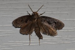 Acrolophus texanella