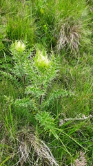 Cirsium obvallatum