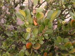 Buxus microphylla