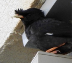 Acridotheres cristatellus