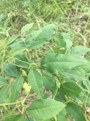 Vicia venosa baicalensis