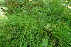 Juncus hesperius