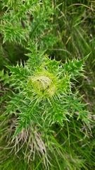 Cirsium obvallatum