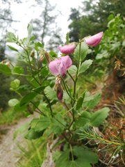 Ononis rotundifolia