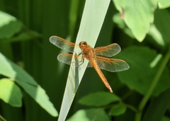Libellula auripennis