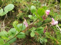Ononis rotundifolia