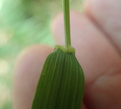 Festuca subuliflora