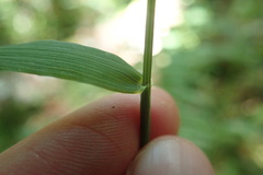 Festuca subuliflora