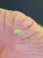 Megalocoleus molliculus