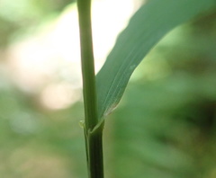 Festuca subuliflora