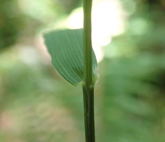 Festuca subuliflora