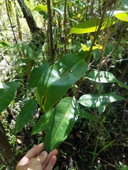 Coccoloba diversifolia