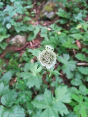 Astrantia