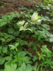 Astrantia