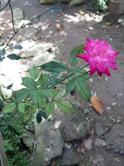 Rosa