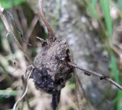 Crematogaster parapilosa