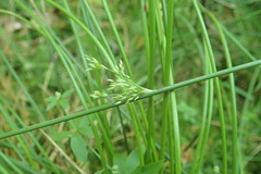Juncus hesperius