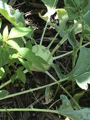Brassica oleracea gongylodes