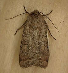 Euxoa comosa