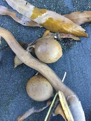 Carpophyllum flexuosum