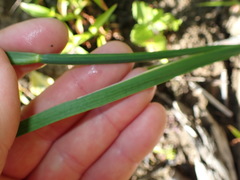 Juncus phaeocephalus