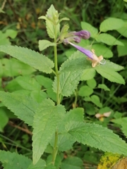 Nepeta sibirica