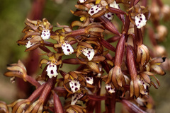 Corallorhiza maculata occidentalis