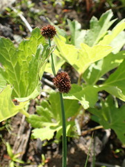 Juncus phaeocephalus