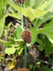 Juncus phaeocephalus
