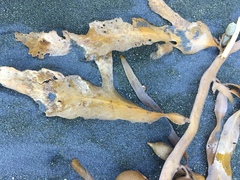 Carpophyllum flexuosum