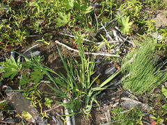 Juncus phaeocephalus