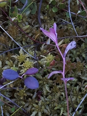 Exobasidium karstenii