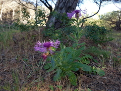 Centaurea polyacantha