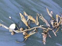 Carpophyllum flexuosum