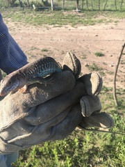 Aspidoscelis gularis colossus