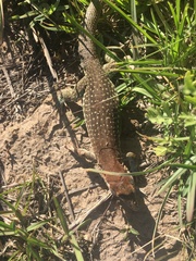 Aspidoscelis gularis colossus