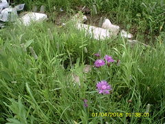 Centaurea jacea