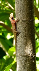 Calotes versicolor