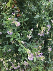 Medicago sativa sativa