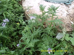 Phacelia tanacetifolia