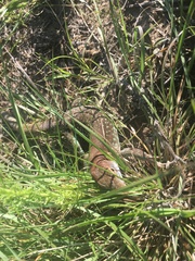 Aspidoscelis gularis colossus